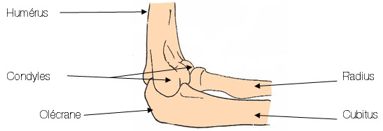 Fracture coude